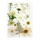 thumbnail image 1 of sweethay Juego de herramientas de flores secas, calcomanía de flores reales de maquillaje, materiales artesanales, etiqueta de espécimen prensado Decoración del hogar Blanco sweethay HA062473-01B, 1 of 6