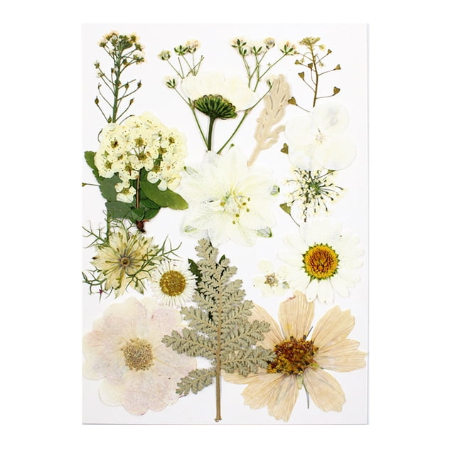 Yuarrent Juego de herramientas de flores secas, calcomanía de flores reales de maquillaje, materiales artesanales, etiqueta de espécimen prensado Decoración del hogar Blanco Yuarrent HA062473-01B