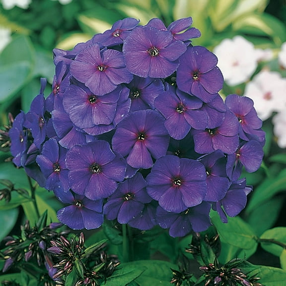 Nicky Hardy Tall Phlox Dormant Bare Root Perennial Plants, 5-Pack