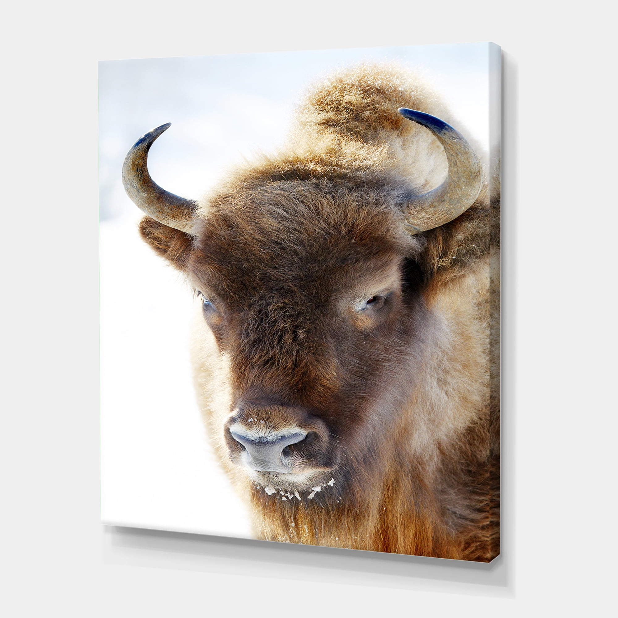 Designart ' Close UP Of Wild Bison ' Farmhouse Canvas Wall Art Print