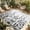 Gray, variant on Grey Botanical Outdoor Rug for Patio/Deck/Porch, Non-Slip Large Area Rug 3 x 5 Ft, Dragonfly Flower Leaf Retro Ink Style Indoor Outdoor Rugs Washable Area Rugs, Reversible Camping Rug Carpet Runner