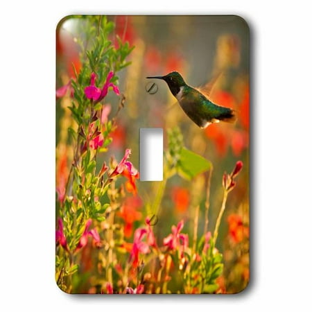 Humminbird Switch - 3dRose Ruby-throated Hummingbird in flower garden at sunrise, Texas, USA, Single Toggle Switch
