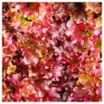 thumbnail image 3 of Everwilde Farms - 1000 Red Salad Bowl Leaf Lettuce Seeds - Gold Vault Jumbo Bulk Seed Packet, 3 of 5