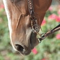 thumbnail image 4 of Classic Equine Barrel Bit Short Shank, Chain (BBIT3SSG30SI), 4 of 4