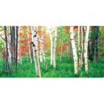 thumbnail image 1 of Biggies WM-AGV-54 Wall Murals - Aspen Grove - Medium, 1 of 1