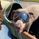 thumbnail image 3 of Lentes de Sol para Perros Medianas-Grandes UV Gafas para Perro Prueba de Viento-Nieve Gafas de Mascota, Marco Suave, Negro, 3 of 5