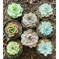 thumbnail image 2 of 8 pots of 4 Inch Rosette Echeveria Succulent, fully rooted, 2 of 3
