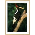 thumbnail image 2 of Extinct Bird IvoryBilled Woodpecker Mounted Specimen, Animals Framed Art Print Wall Art Sold by ArtCom, 2 of 5
