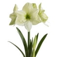 thumbnail image 1 of TASC FLOWER BULBS - AMARYLLIS LUNA- 1 BULB, 1 of 1