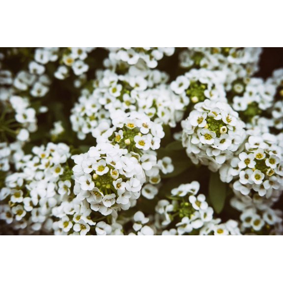 Tall White Sweet Alyssum / Annual/ Full Sun/2400 Seeds 1 Gram/ Zellajake Farm and Garden - B150