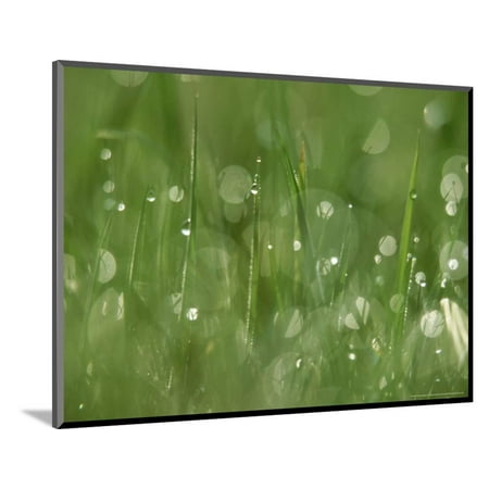 White Water Marks On Wood Water Droplets on Grass, Close-up Detail Yorkshire, UK Wood Mounted Print Wall Art By Mark Hamblin ()