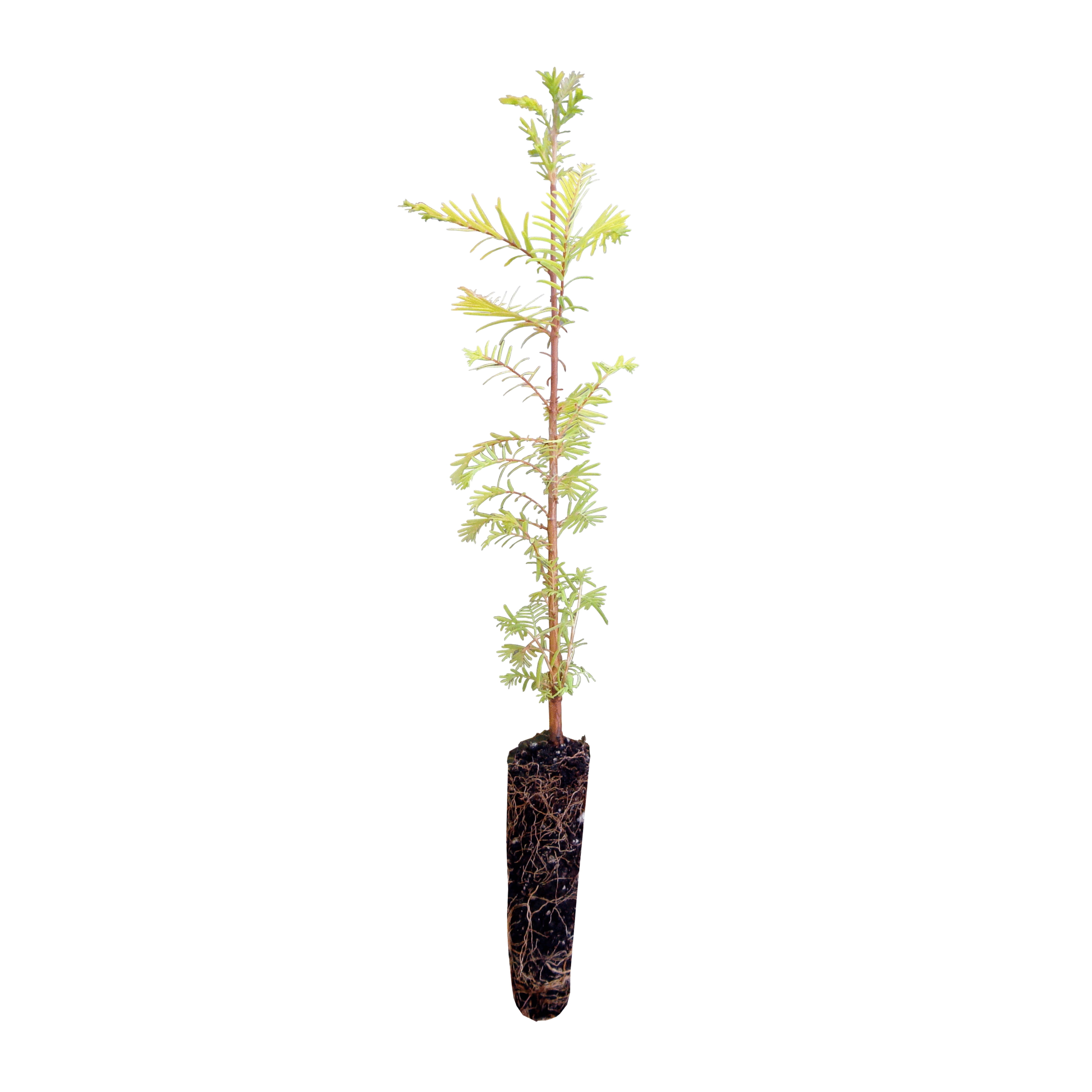 Dawn Redwood Medium Tree Seedling The Jonsteen Company