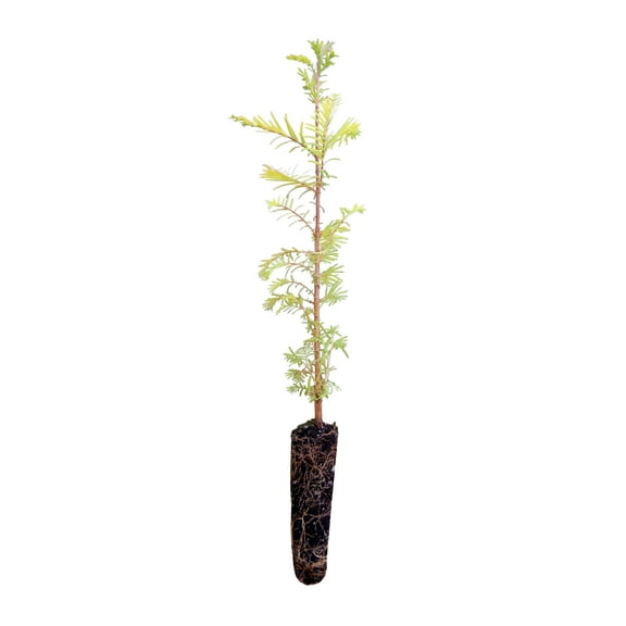 Dawn Redwood | Medium Tree Seedling | The Jonsteen Company