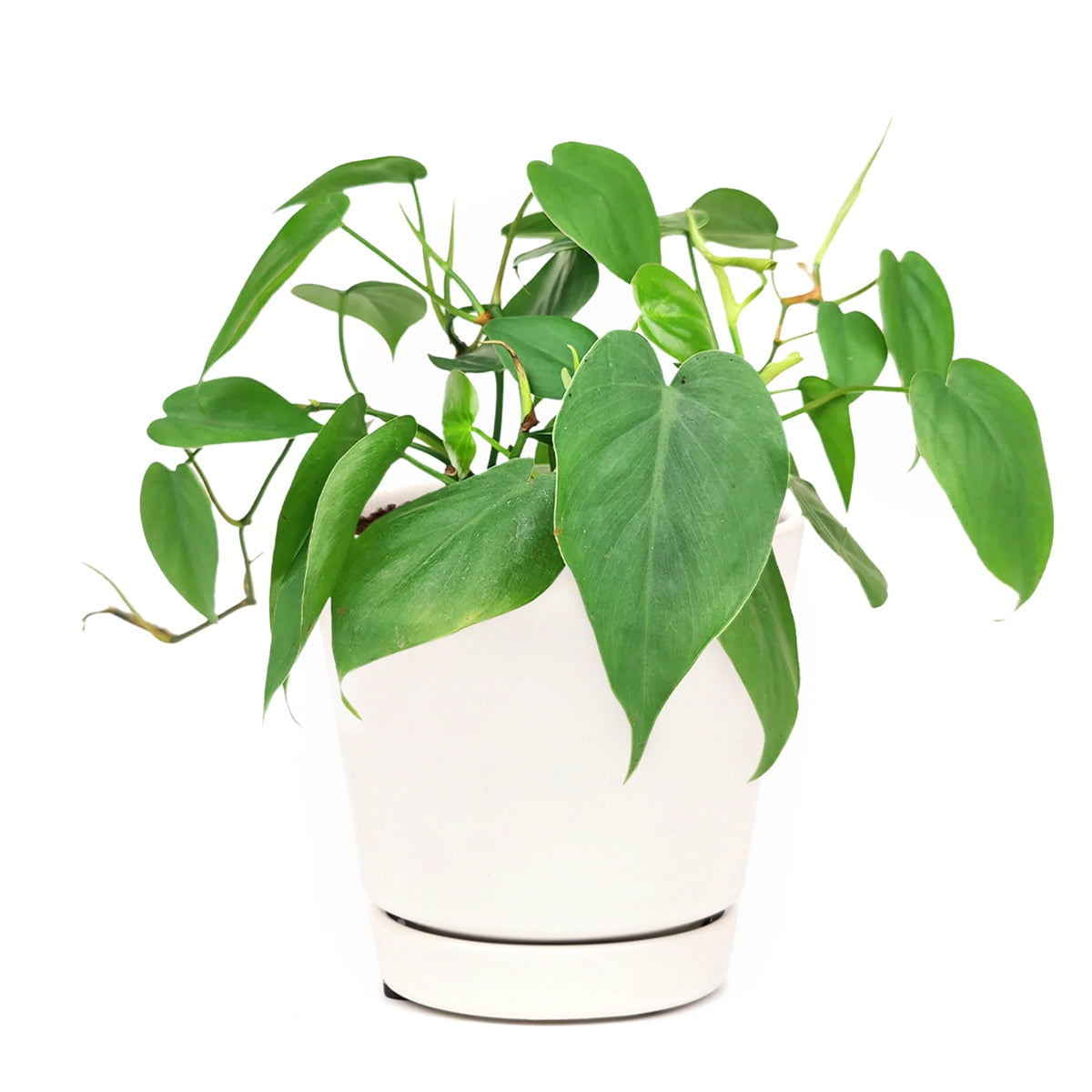 Philodendron Cordatum (4"+ Minimalist Pot) Airpurfiying Low Light