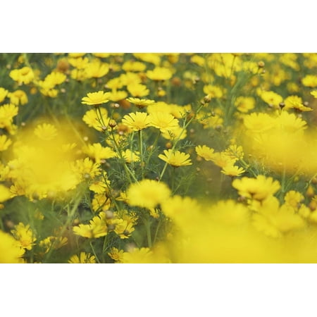 - Garland Chrysanthemum (Chrysanthemum Coronarium) Print Wall Art By Frank Krahmer