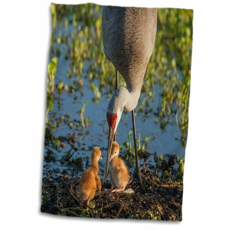 3dRose Sandhill Crane with both colts, Florida - Towel, 15 by