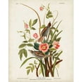 thumbnail image 2 of Audubon, John James 12x14 White Modern Wood Framed Museum Art Print Titled - Pl 93 Seaside Finch, 2 of 4