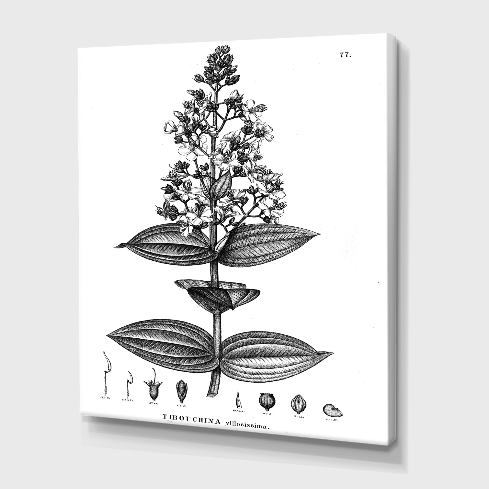 Designart ' Ancient American Flora VI ' Traditional Canvas Wall Art Print