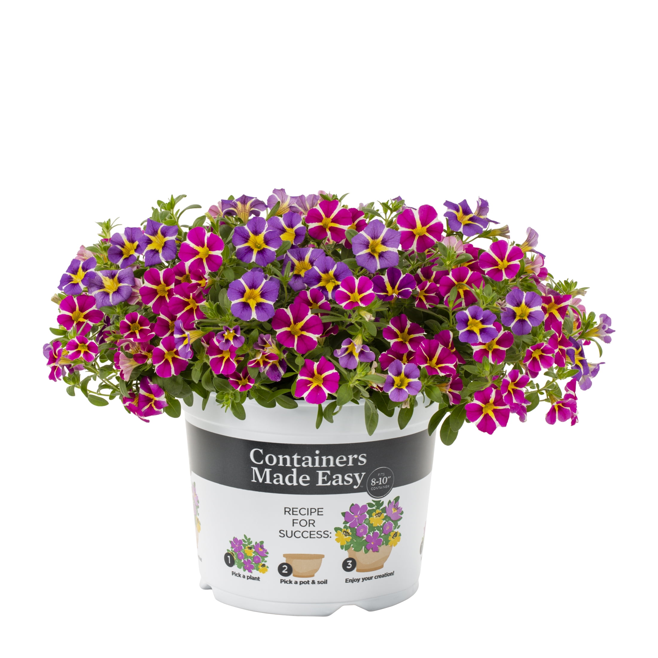 Containers Made Easy Better Homes & Gardens 3QT Pink Purple Calibrachoa Live Annual Plant Sun 2-Pack