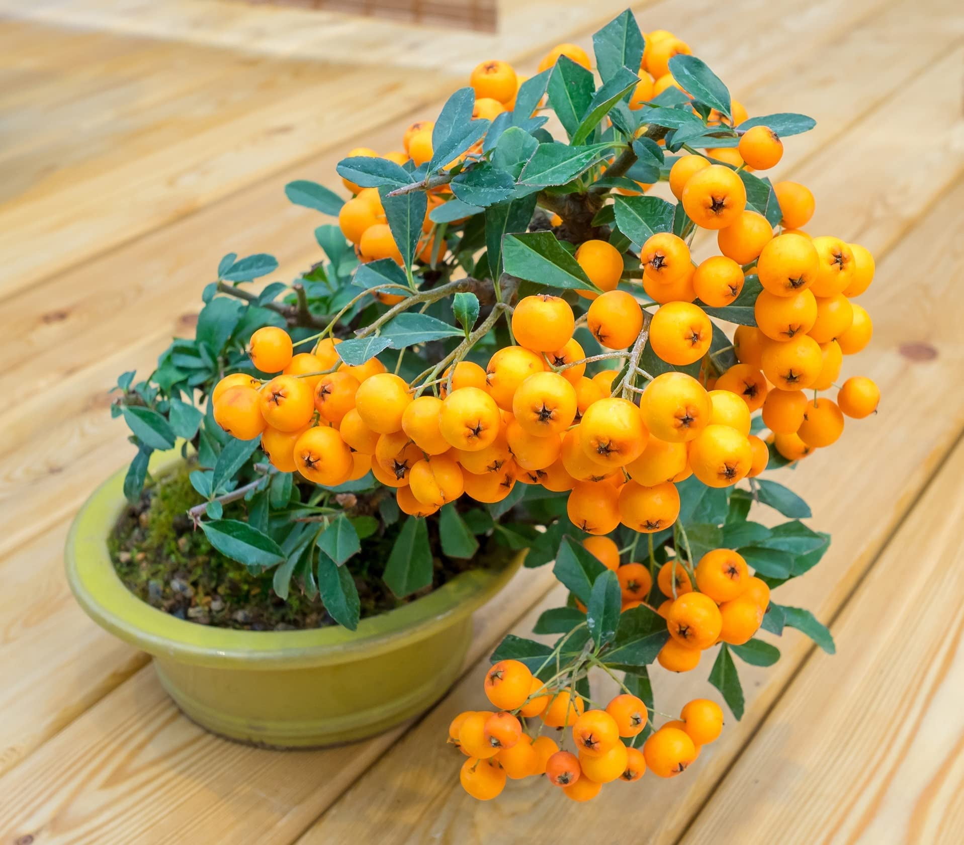 Orange Firethorn Bonsai Tree Seeds 30 Seeds to Plant