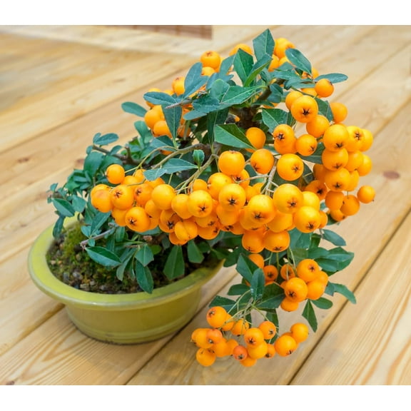 Orange Firethorn Bonsai Tree Seeds - 30 Seeds to Plant
