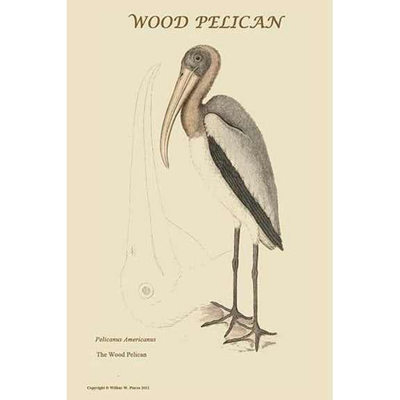 Wood Pilican-Fine Art Canvas Print (20" x 30")
