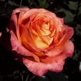 thumbnail image 2 of Heirloom Roses - Yankee Doodle® Hybrid Tea Rose Bush, 2 of 2