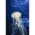 thumbnail image 2 of Jellyfish at the Aquarium of the Bay; San Francisco  California  United States of America Poster Print, 2 of 2