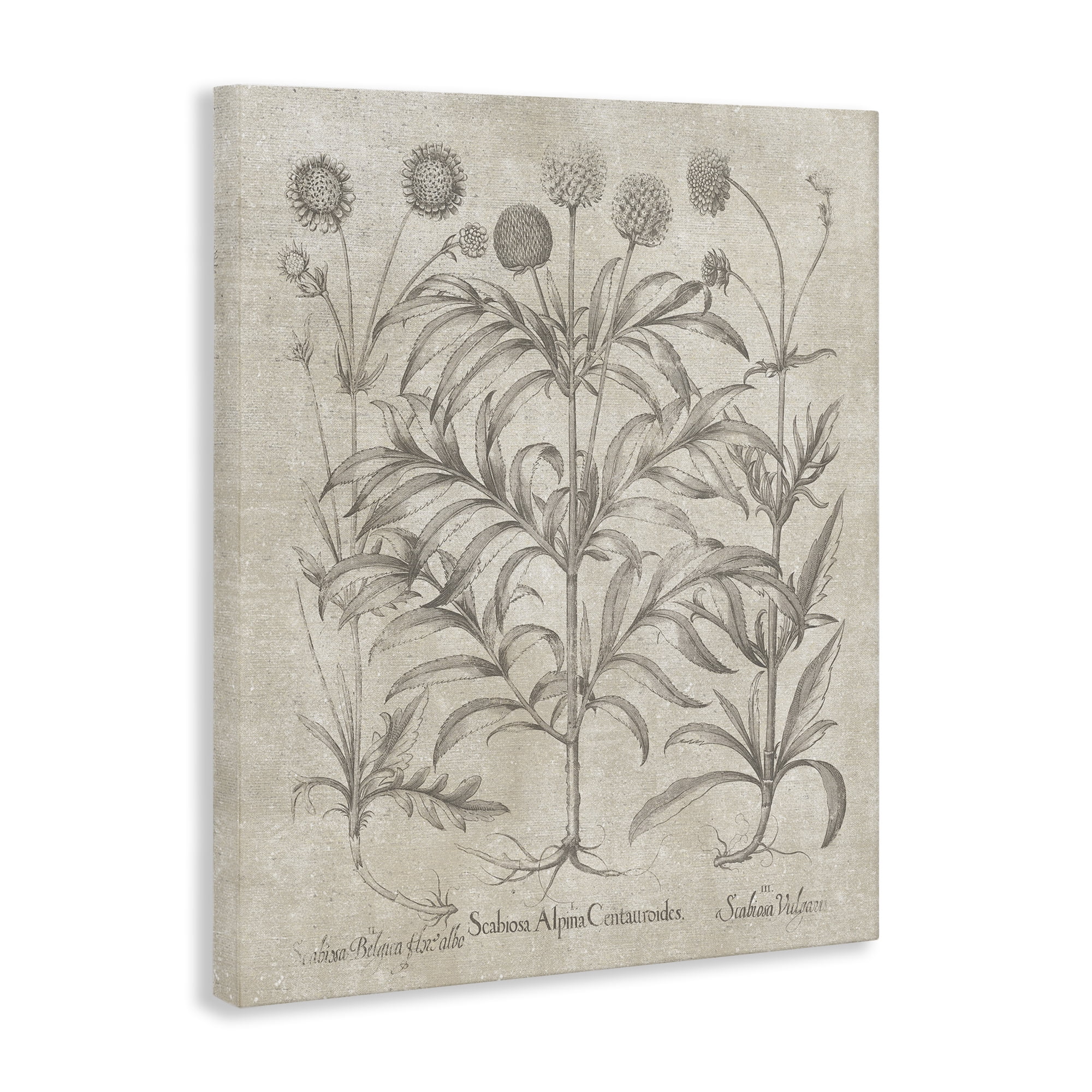 Stupell Industries Vintage Plant Life Botanical & Floral Painting Gallery Wrapped Canvas Art Print Wall Art, 16 x 20