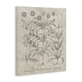 thumbnail image 3 of Stupell Industries Traditional Vintage Plant Life Canvas Art, 24 x 30, by Lettered and Lined, 3 of 8
