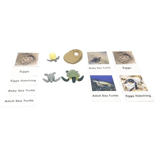 Juego de PVC con ciclo de vida de crecimiento animal, juguetes cognitivos para el aula para niños pequeños Tortuga marina
