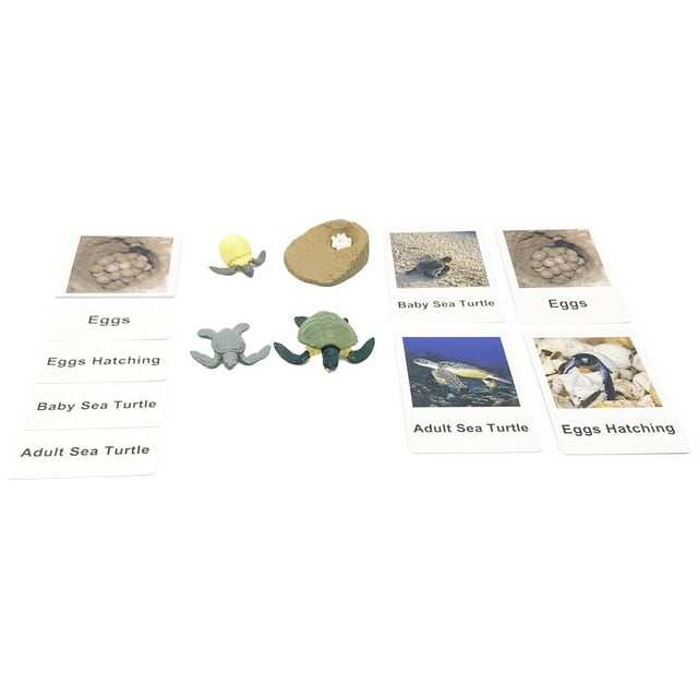 Juego de simulación del ciclo de vida y crecimiento animal, juguetes educativos para el aula, juguetes de naturaleza Tortuga marina
