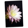 thumbnail image 2 of Gango Home Decor Echinopsis Flowers IV by Douglas Taylor (Ready to Hang); One 24x36in Hand-Stretched Canvas, 2 of 4