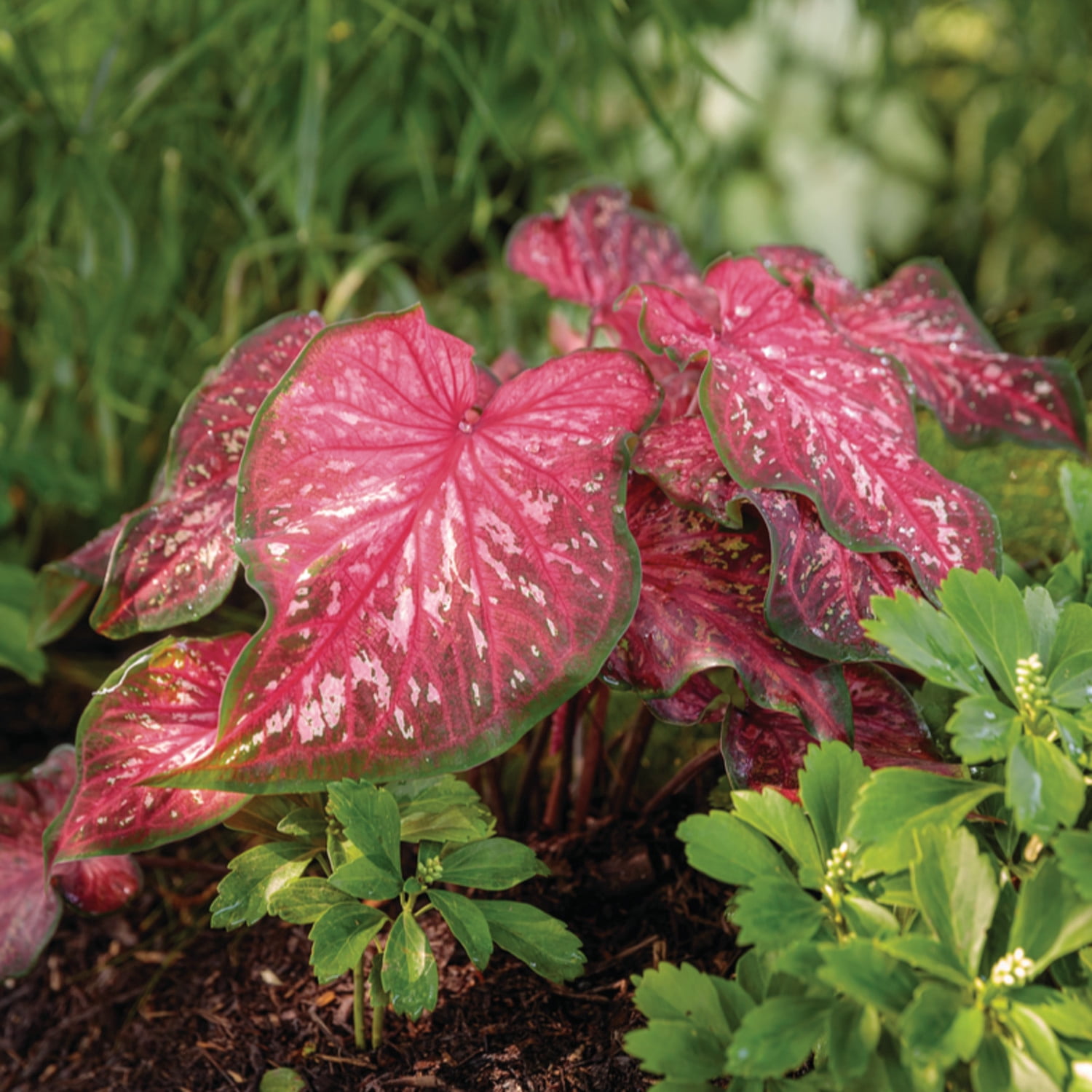 Proven Winners 5" Multicolor Heart to Heart 'Scarlet Flame' Sun or Shade Caladium Live Plant in 4.5" Pot