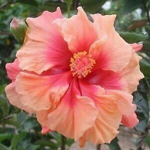 Toadstool Seeds 20 Double Pink Orange Hibiscus Seeds, Perennial Hardy Garden Flower Blooms