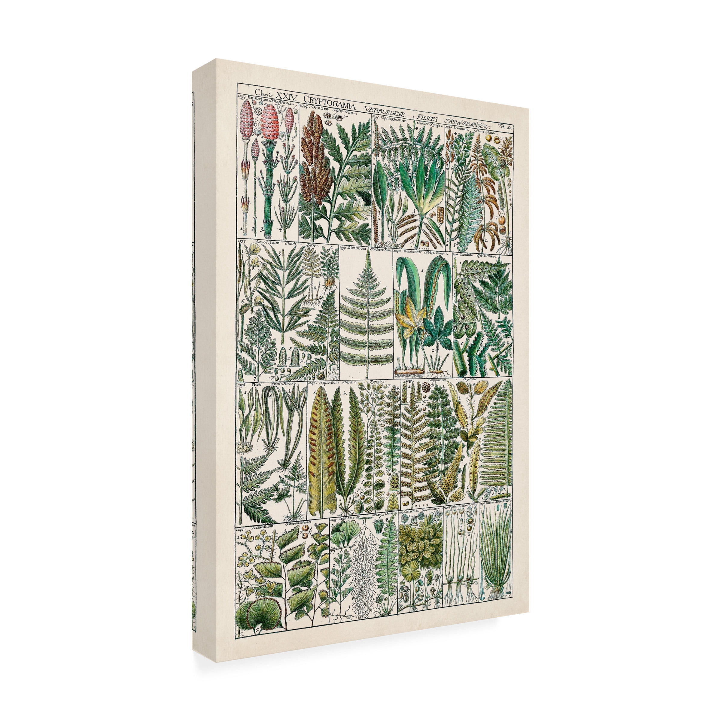 Vision Studio 'Fern Chart' Canvas Art