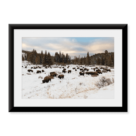 Framed Art Print, Bison near Wraith Falls Trailhead, Yellowstone National Park by Jacob W. Frank, 17-7/8" x 21-7/8"