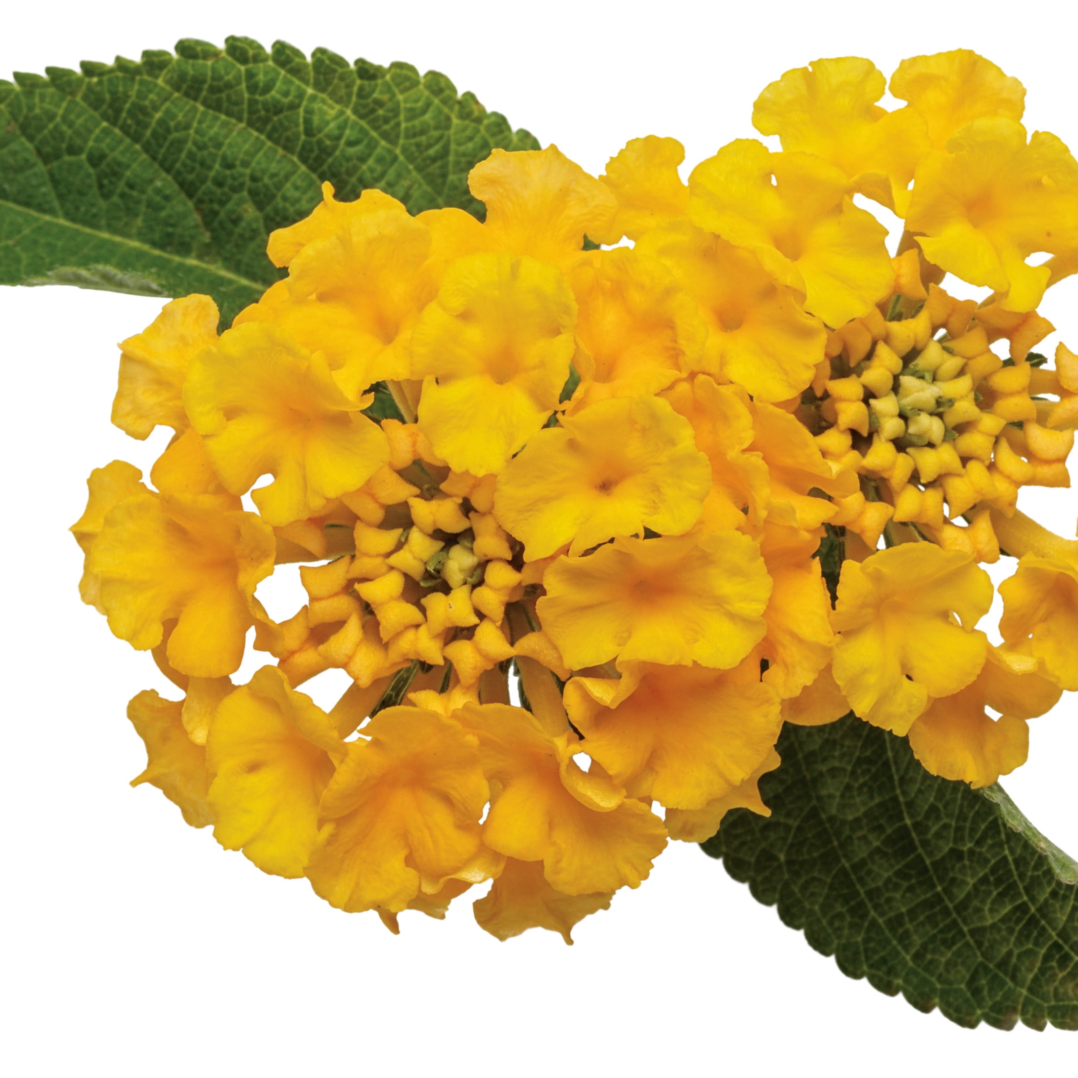 Proven Winners 4" Yellow Luscious Royale Lemon Tart Lantana Live Plant in 4.25" Pot (4 Count)