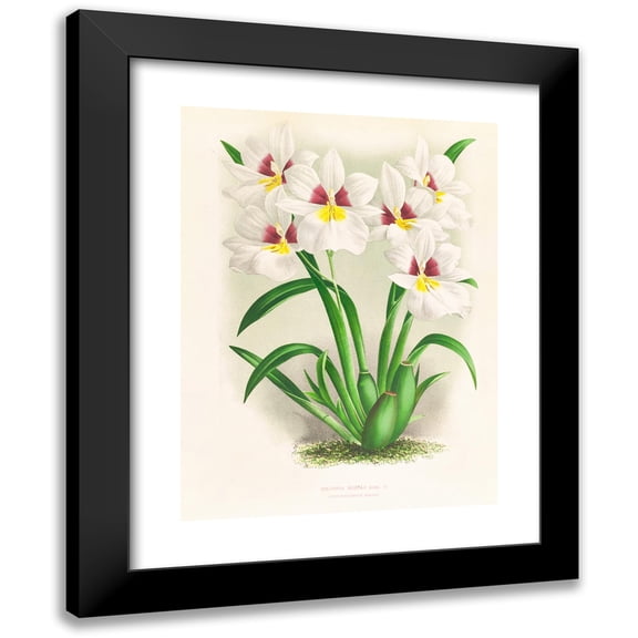 Jean Jules Linden 12x14 Black Modern Framed Museum Art Print Titled - Miltonia Roezli (1885-1906)