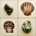 thumbnail image 2 of Posterazzi DPI1795116 Seashell Composite Poster Print by Darren Greenwood, 15 x 15, 2 of 4