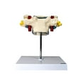 thumbnail image 2 of Axis Scientific Enlarged Vertebra with Spinal Cord and Nerves, 3-Piece Anatomy Model Set - Human system, scientific educational anatomy model,, 2 of 7