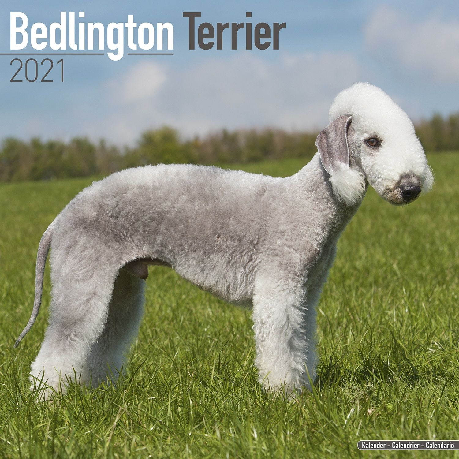 mini bedlington terrier