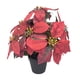 thumbnail image 1 of Planta de Pascua artificial navideña Plantas artificiales Decorativas navideñas 7 cabezas, 1 of 9