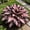 A, variant on Long-Lived Multicolor Hostas For Home Planting Upgrade Landscape Delicate Patterned Leaves,Effortless Growing Garden Ornament Premium Stakes(Non-Artificial)