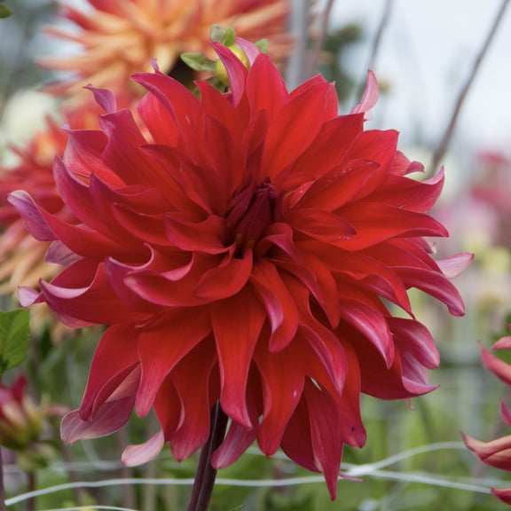 Red Labyrinth Dahlias Dormant Bare Root Plants (3-Pack)