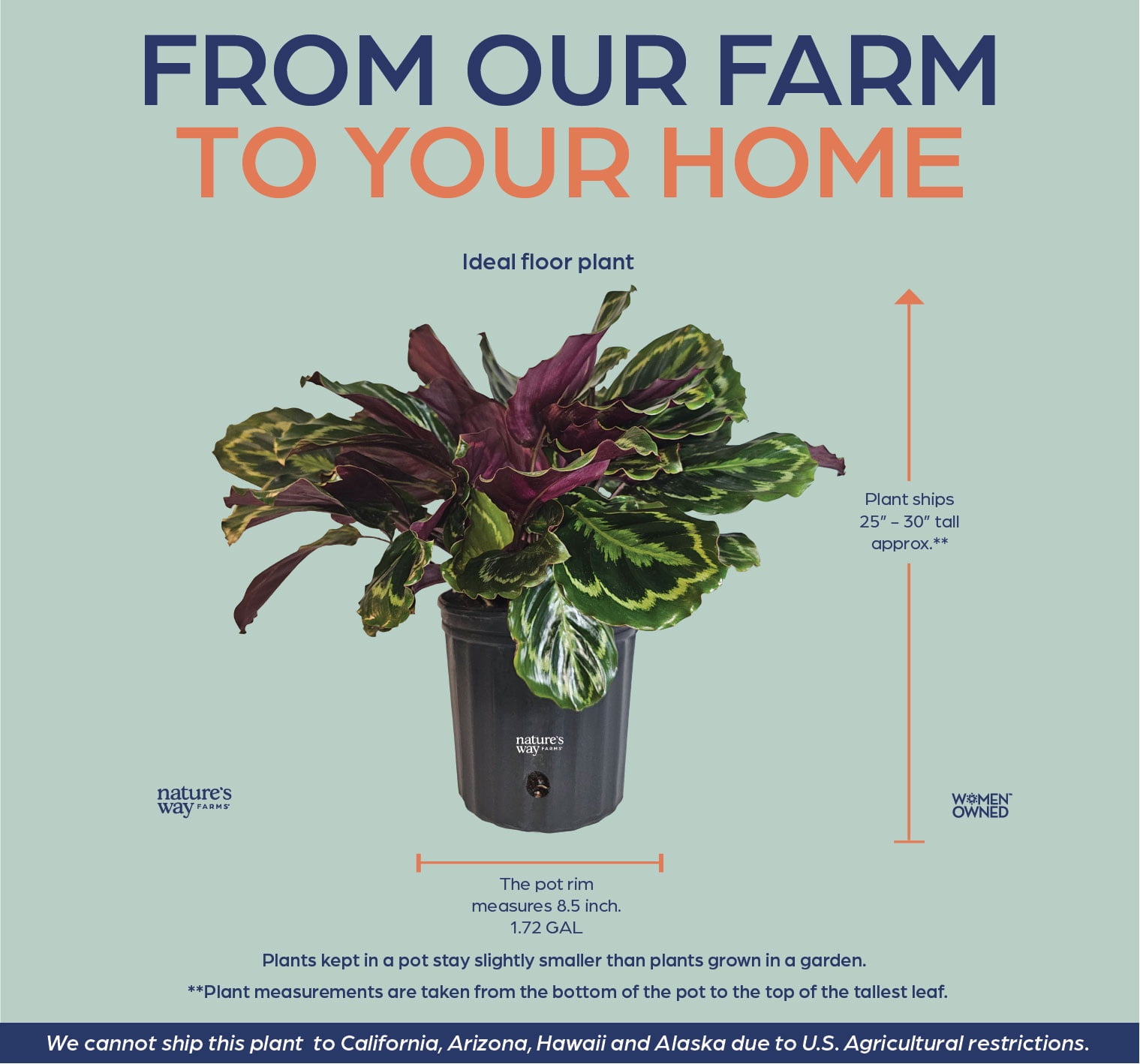 Nature’s Way Farms Calathea Medallion Indoor Live Plant (25-30in Tall) in Grower Pot