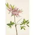 thumbnail image 2 of Mary Vaux Walcott 18x24 Gold Ornate Framed and Double Matted Museum Art Print Titled - Pinxterbloom. Azalea Nudiflora (1925), 2 of 4
