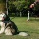 thumbnail image 4 of Correa para perros con dos asas acolchadas de tráfico con iluminación reflectante para controlar el entrenamiento de seguridad para perros Adepaton CPB-US-DYP335-5, 4 of 5
