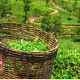 thumbnail image 2 of The Spice Hut - Ambrosia White Tea, Low Caffeine - High Antioxidants, Hot & Iced, Makes 80-100 CUPS - 8oz Resealable Airtight Pouch, 2 of 6