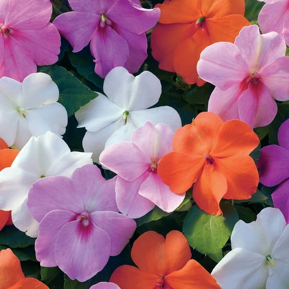 Outsidepride 150 Impatiens Flower Seeds, Xtreme Pastel Mix
